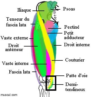 Cuisse antrieure, anatomie.