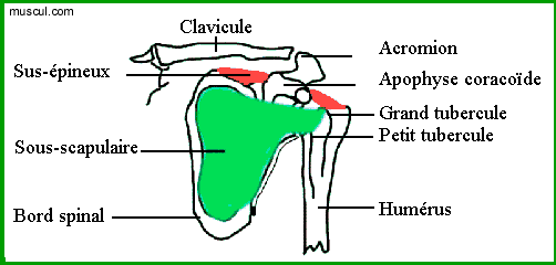 Face antrieure de l'omoplate.