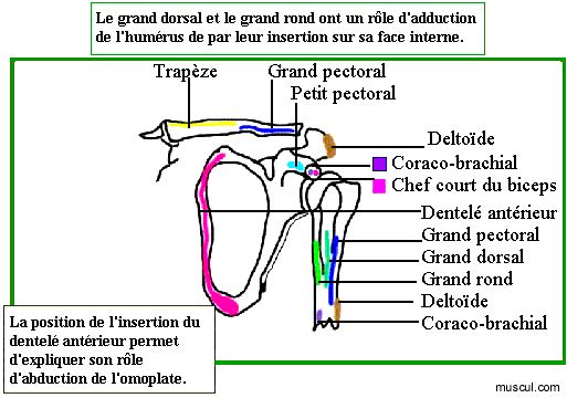 Insertions musculaires sur l'omoplate.