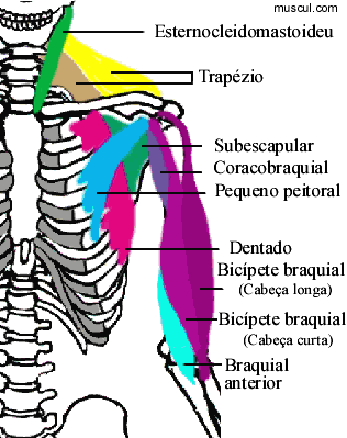 Petit pectoral