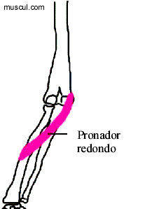 Msculo flexor do cotovelo (1)