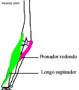 Msculo flexor do cotovelo (2)