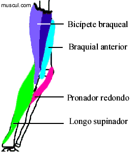 Msculo flexor do cotovelo (3)