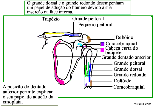 Inseres musculares na omoplata.