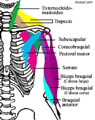 Petit pectoral