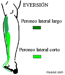 Eversion.