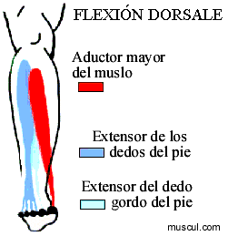 Flexion du pied.