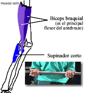 Msculos supinadores.