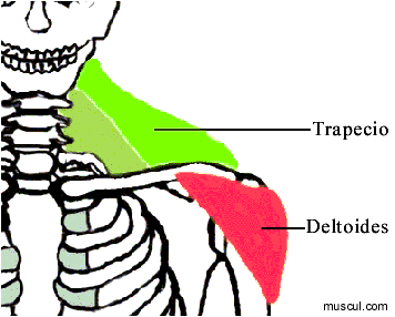 Trapzio e deltide.