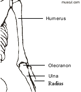 Anatomy of  the elbow
