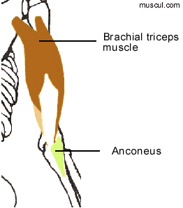 Arm extensor muscles.