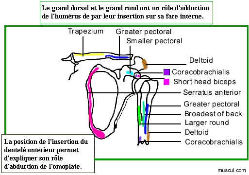 Muscular insertions on the scapula.